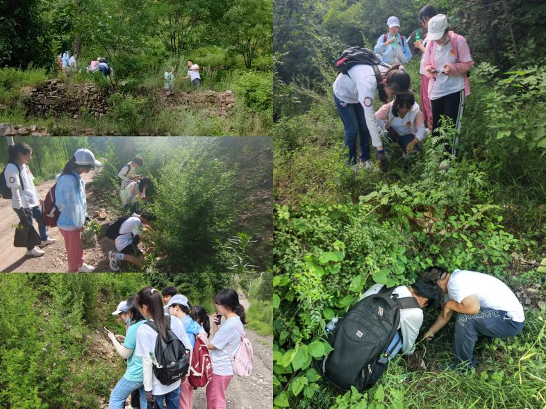 实践队员在野外采集药用植物